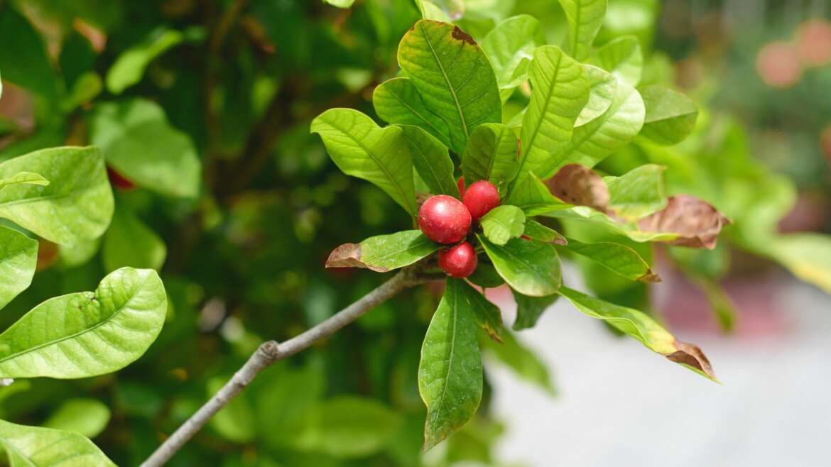 fruta milagre Sideroxylon dulcificum