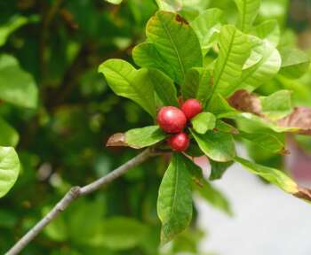 fruta milagre Sideroxylon dulcificum